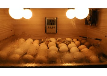 Incubação de Ovos de Galinha: Temperatura, Umidade e Tempo de Chocagem